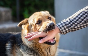 Will My Dog Bite Case Settle Out of Court?